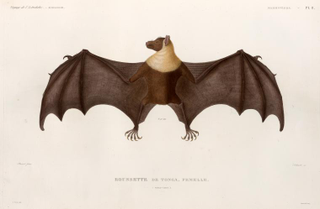 Illustration for article titled The New York Public Library Just Uploaded Over 187,000Ā FreeĀ ImagesĀ For All To Use